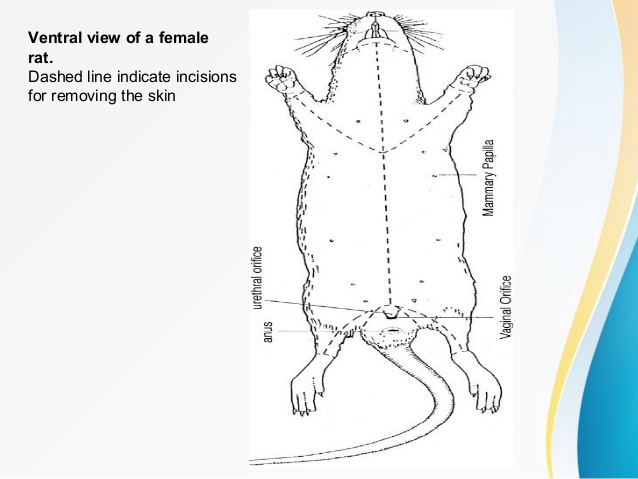 638x479 Rat Dissection Lab Report Ppt