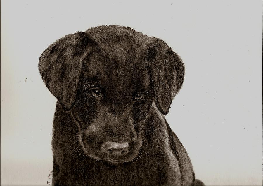 900x636 Labrador Pup Drawing By Joan Pye
