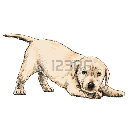 450x450 Labrador Puppy Stock Photos. Royalty Free Business Images