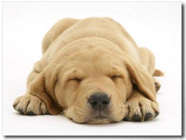 370x279 Labrador Retriever Gifts Yellow Lab Art Prints, Posters, Paintings