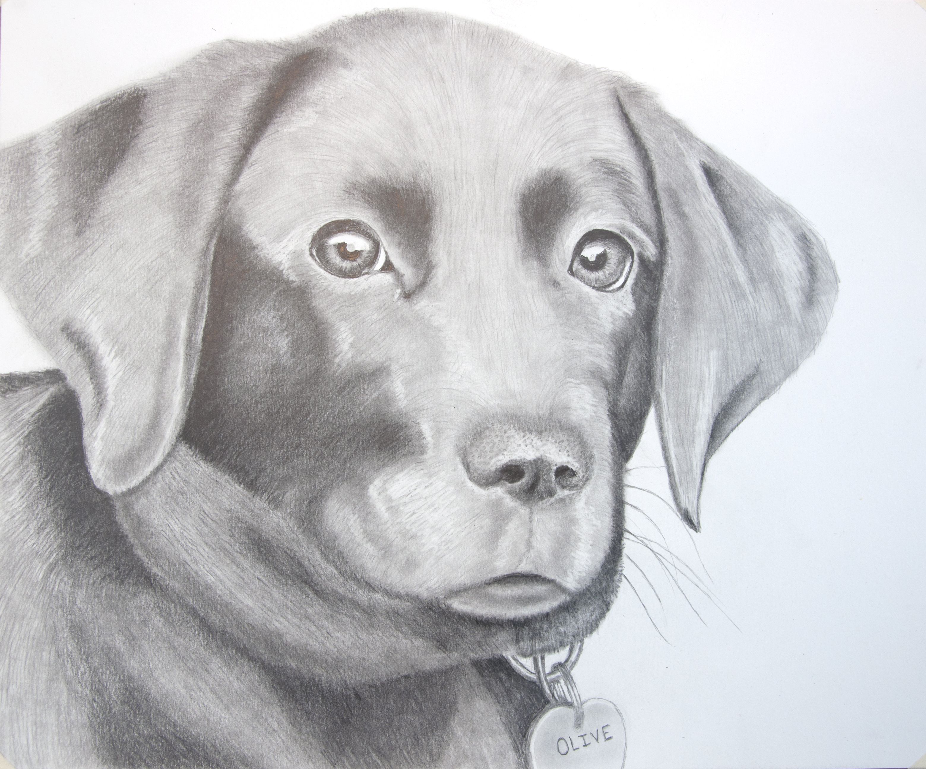 Lab Puppy Drawing at GetDrawings | Free download