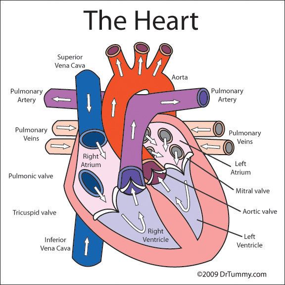 576x575 Human Heart Diagram Labeled For Kids Random Heart