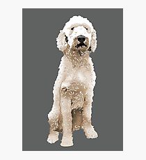 210x230 Labradoodle Drawing Photographic Prints Redbubble