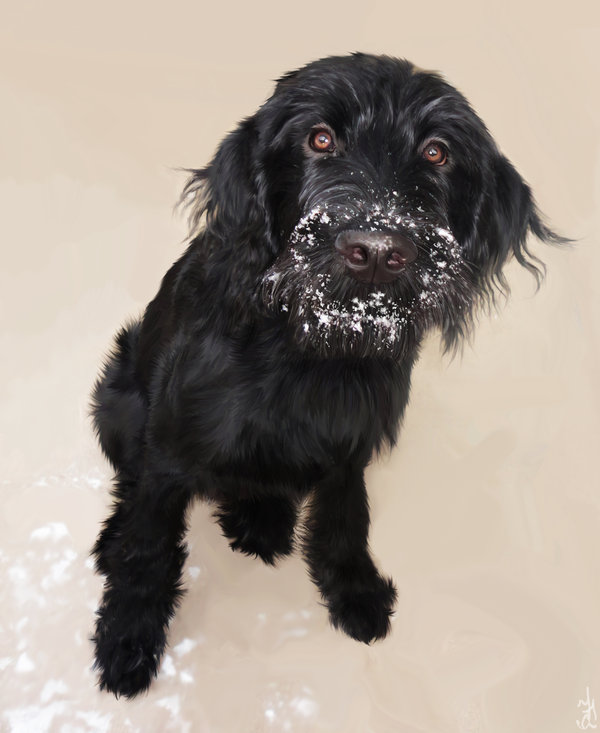 600x733 Labradoodle Drawing By Foxleopard