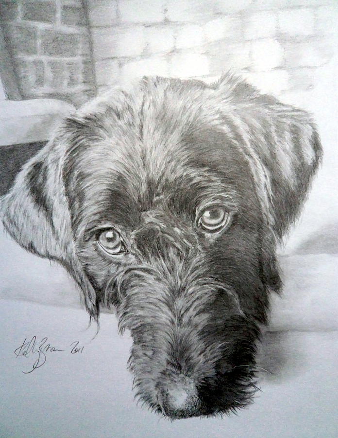 696x900 Labradoodle Drawing By Skyrah Saunders