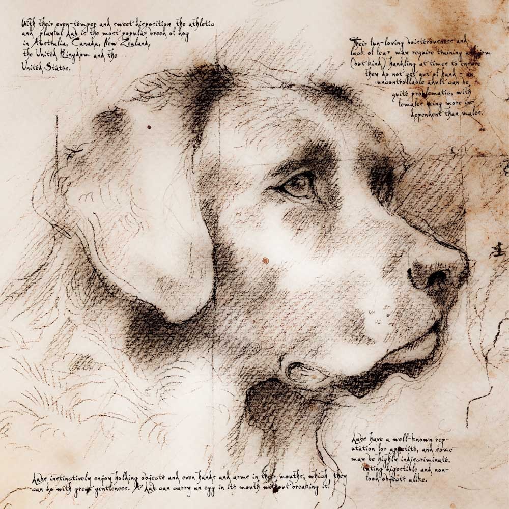 1000x1000 Labrador Looking Right Detail Of A Da Vinci Style Drawing