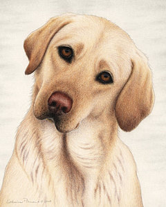 240x300 Labrador Retriever Drawings Fine Art America