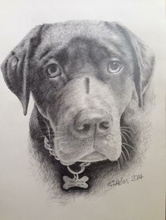 236x314 Labrador Pencil Drawing My Drawings Pencil