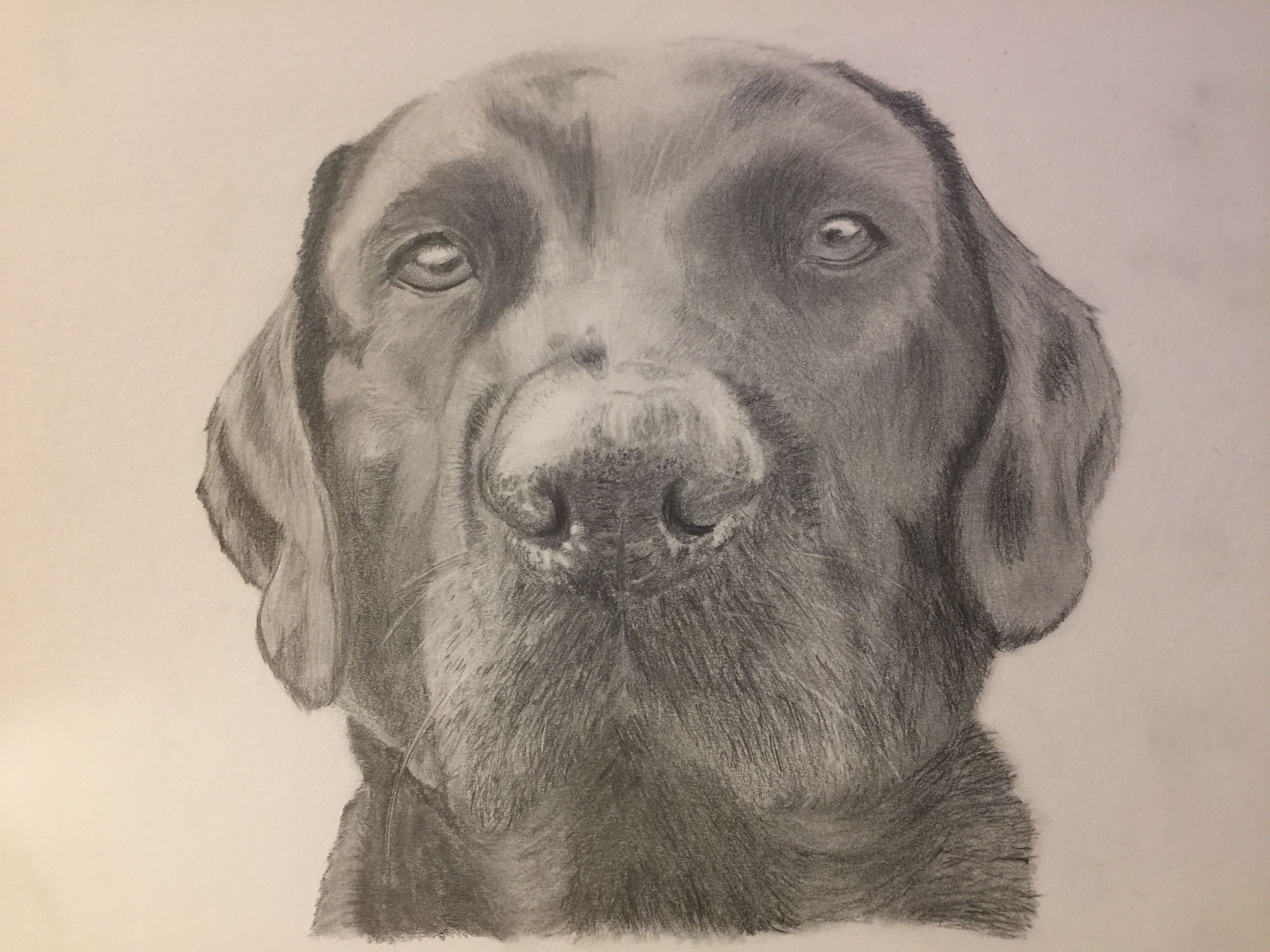 3264x2448 Pencil Portrait Drawing Of A Labrador Dog