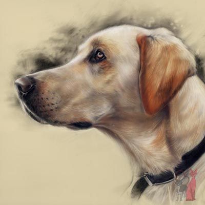 400x400 Pet Portraits In Pastel View Portfolio With Lovely Drawings