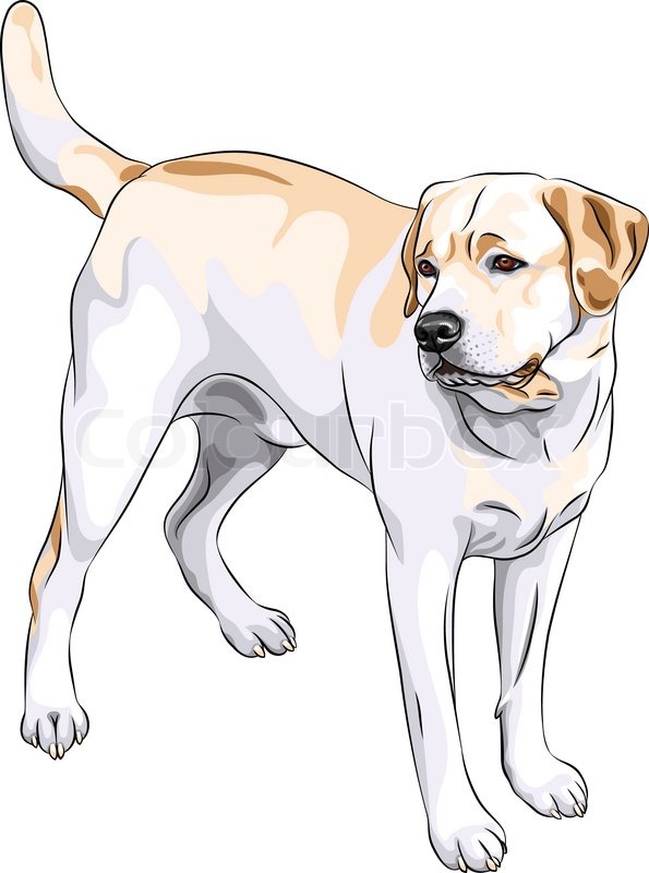 595x800 Vector Sketch Yellow Gun Dog Breed Labrador Retriever Stock