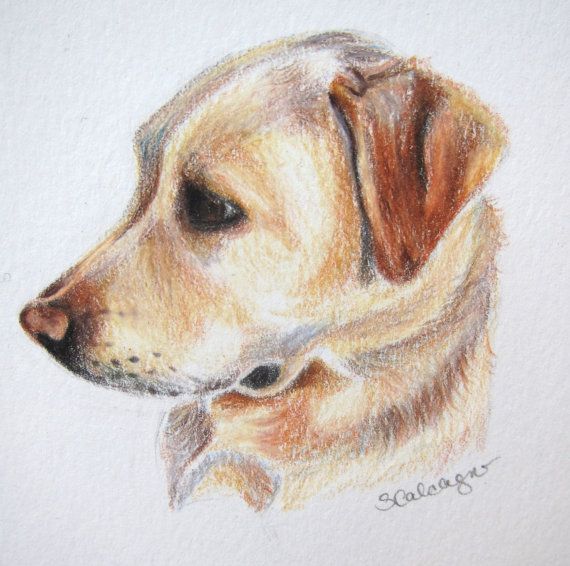 570x566 Yellow Lab Dog Drawing, Labrador Art, Original Drawing, Colored