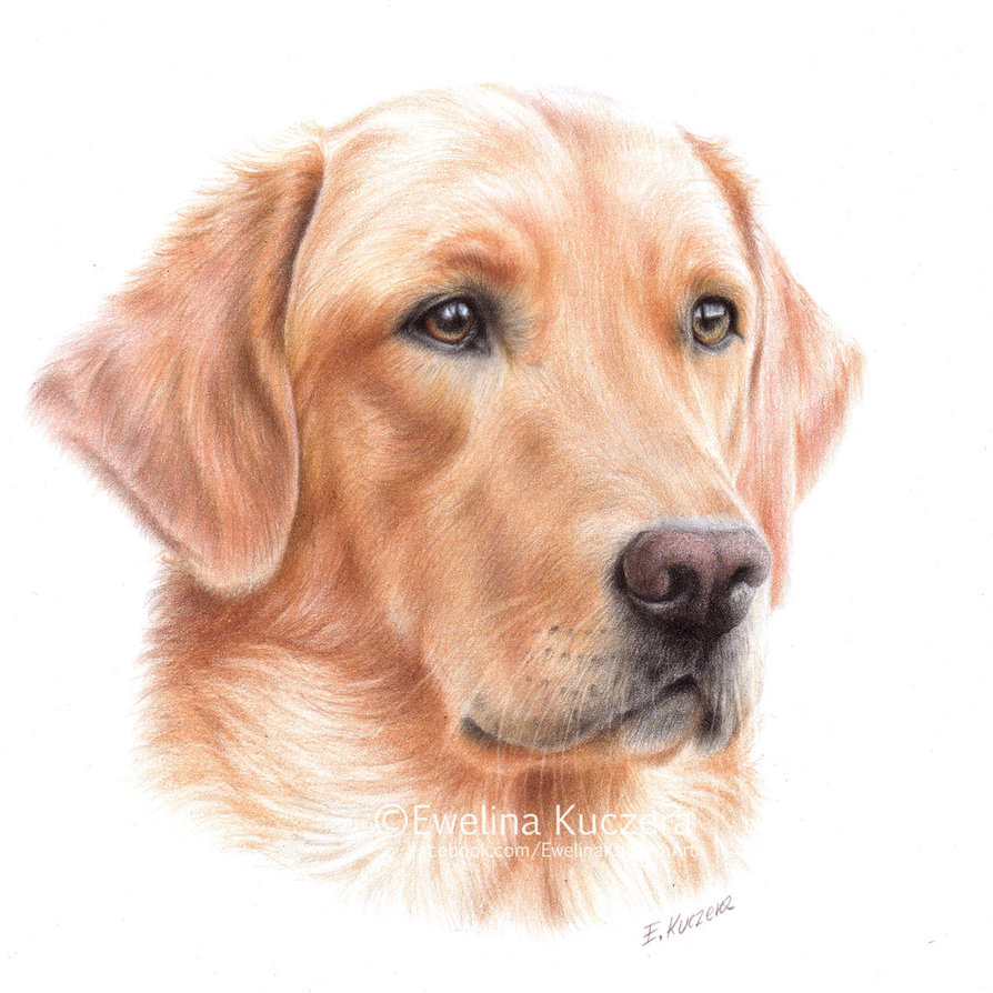 894x894 Labrador Drawing By Kot On @