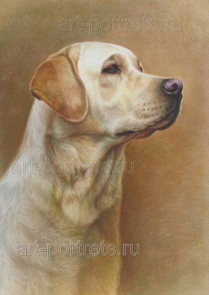 710x1000 Labrador Drawings By Drawing Portraits