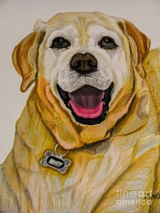 225x300 Labrador Retriever Drawings Fine Art America