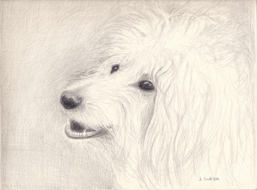 900x665 Tucker Happy Labradoodle Poodle Yellow Labrador Retriever Mix