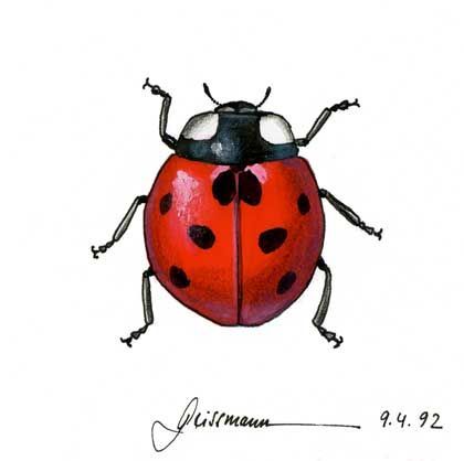 420x418 Ladybug Drawing