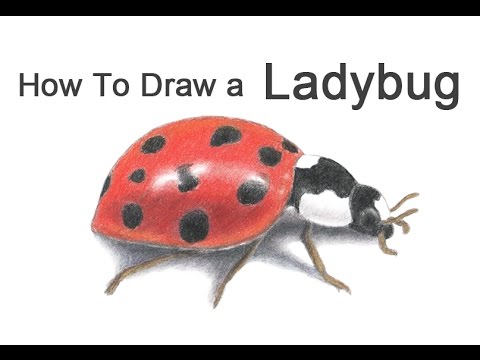 480x360 How To Draw A Ladybug (Ladybird)