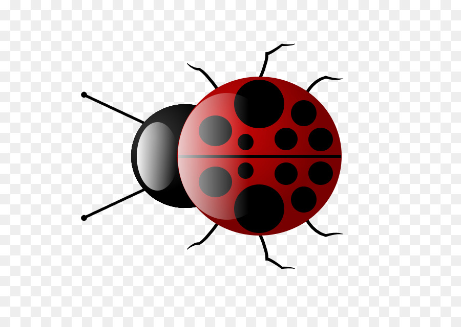 900x640 Insect Ladybird Drawing