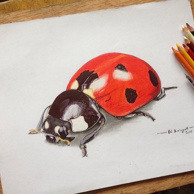 640x640 Ladybird 3d Drawing 54artistry