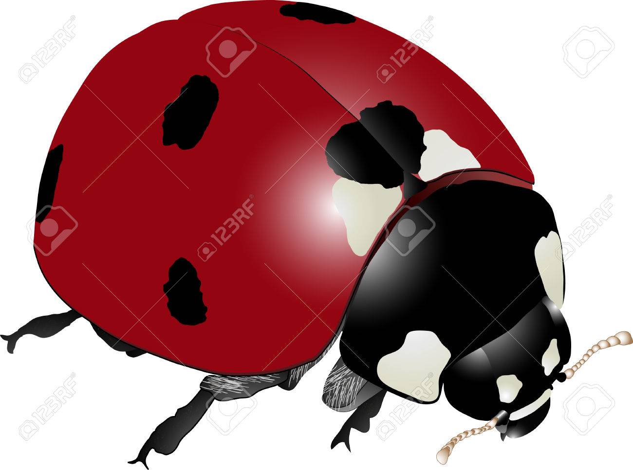 1300x966 Realistic Detailed Ladybug (Coccinella Septempunctata) Drawing