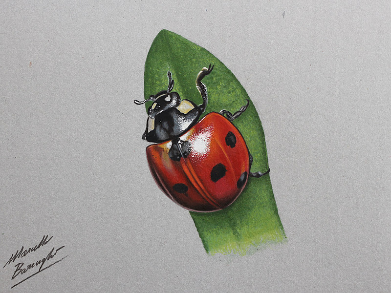 800x600 Ladybug Drawing