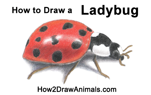 500x315 How To Draw Ladybug.jpg