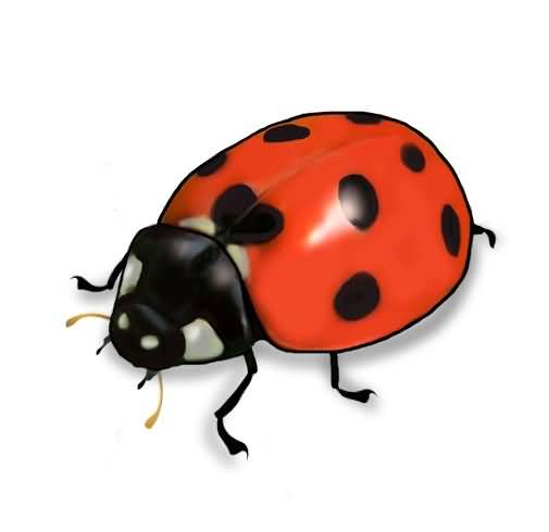 505x490 Famous Ladybug Tattoo Design Incredible