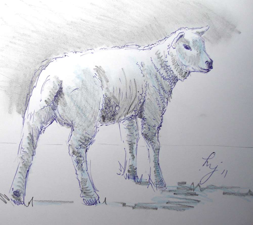 1000x889 Art By Mike Jory Sketchbook Lamb Sketch