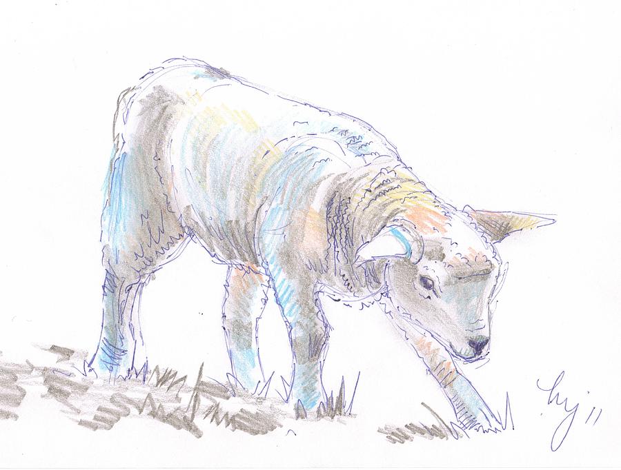 900x682 Lamb Sketch Drawing By Mike Jory