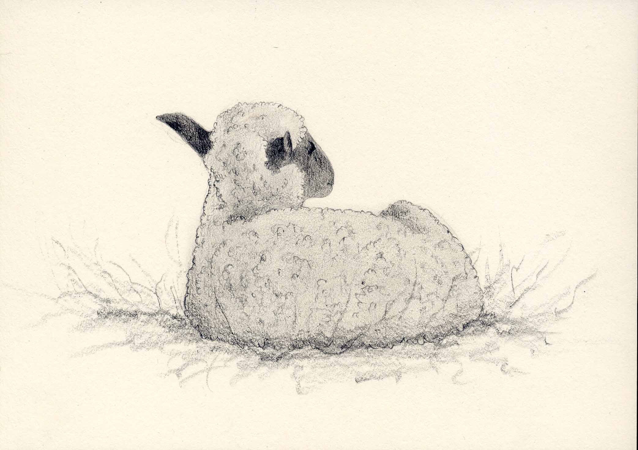 2085x1473 Original Drawing Resting Lamb Lambs, Drawings And Originals