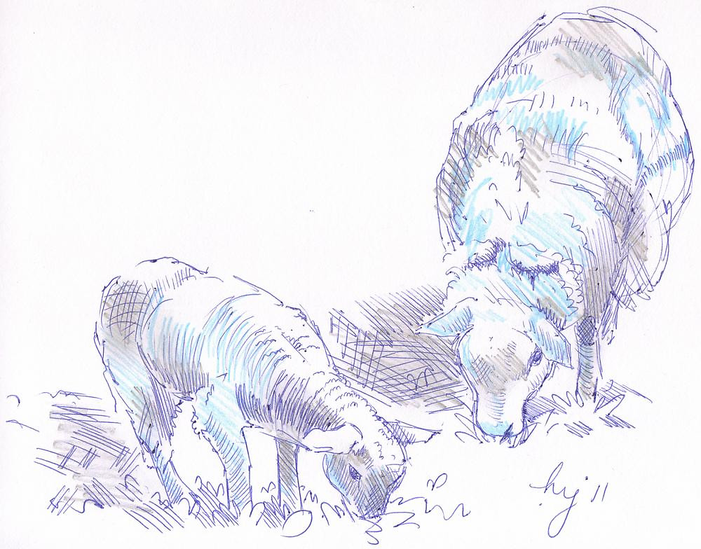 1000x784 Sheep And Lamb Grazing Pencil Amp Pen Drawing By Mikejory Redbubble