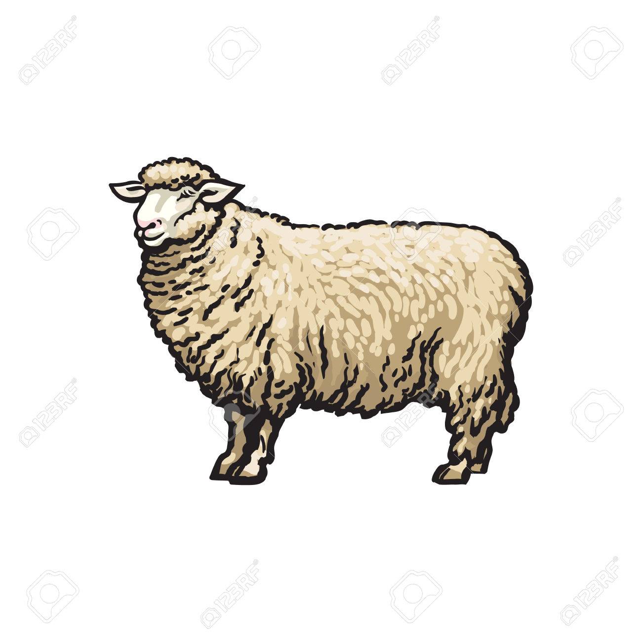 1300x1300 Vector Sketch Cartoon Style Sheep. Isolated Illustration On