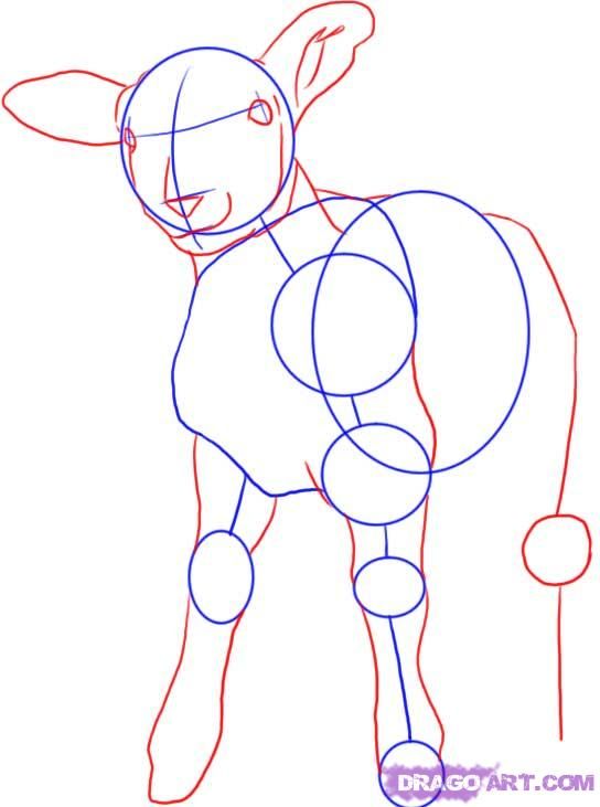 544x731 How To Draw A Cute Lamb Step 2 Animals