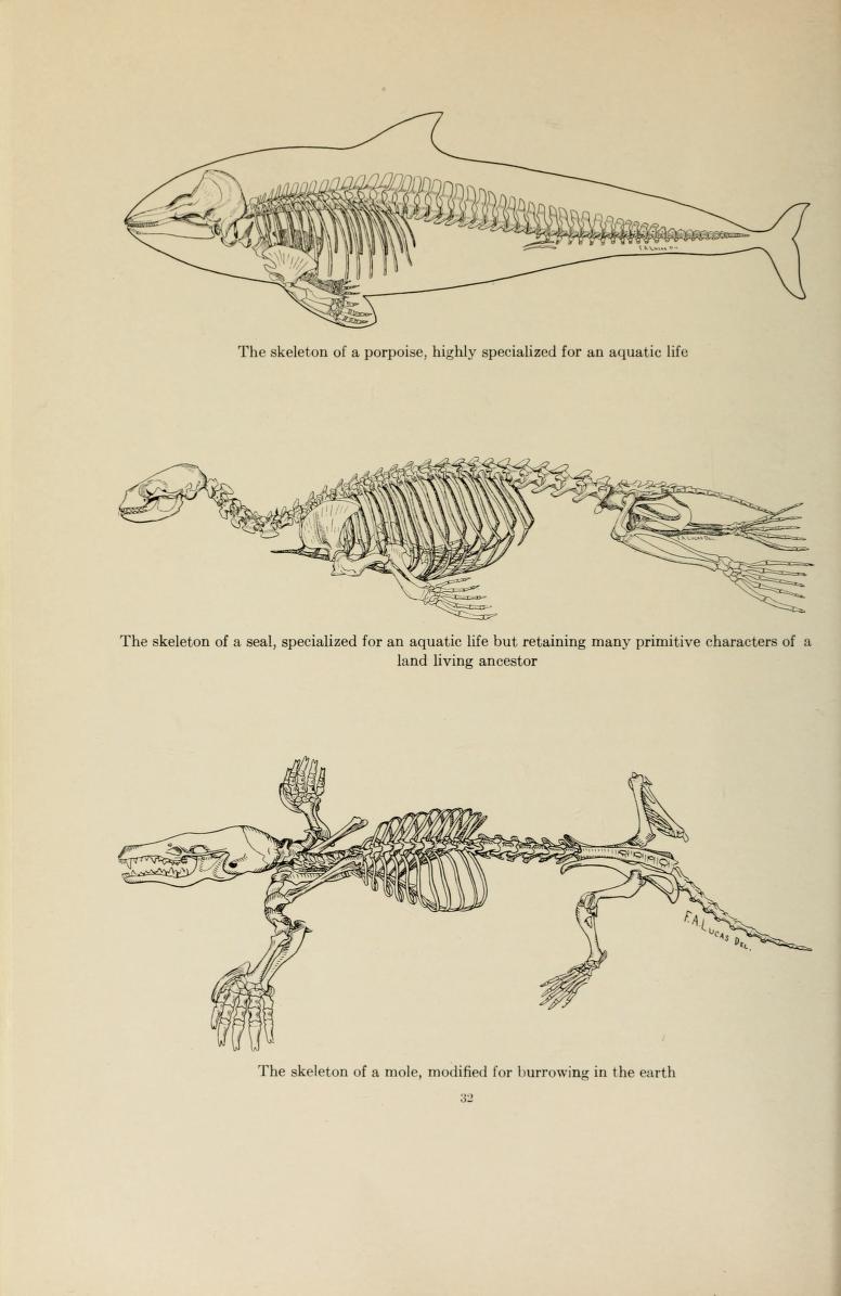 776x1195 Guide Leaflet Animals Anatomy, Animal Anatomy