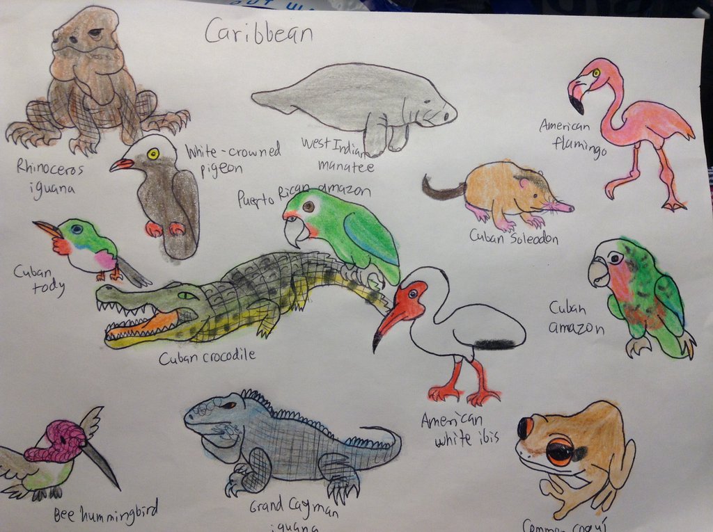 1024x765 Land Animals Of The Caribbean By Chewitt99