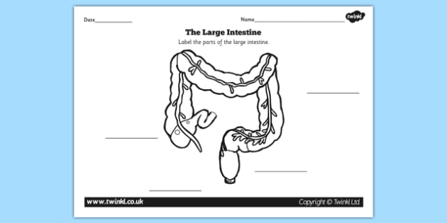 630x315 Intestine Diagram Labelling Worksheet