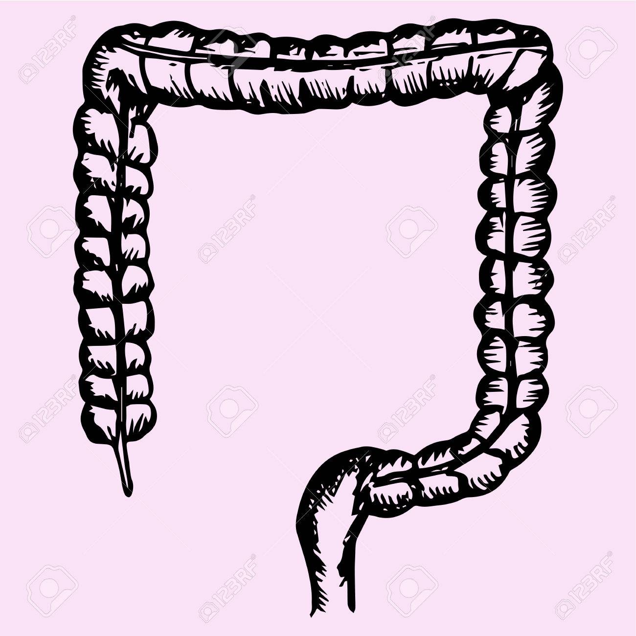 1300x1300 Large Intestine, Colon, Hand Drawn, Doodle Style, Sketch