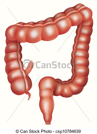 339x470 The Form Image Of The Large Intestine Drawings