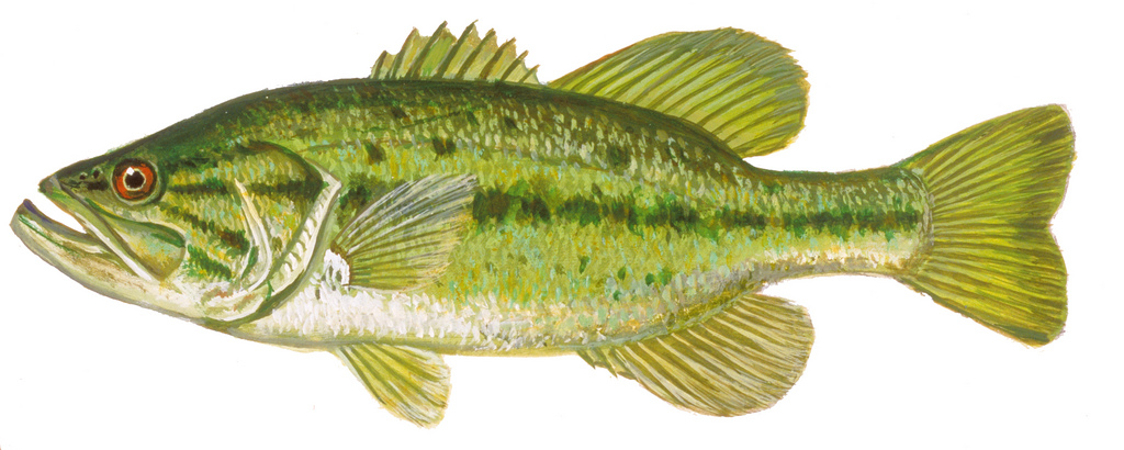 Large Mouth Bass Drawing at GetDrawings | Free download