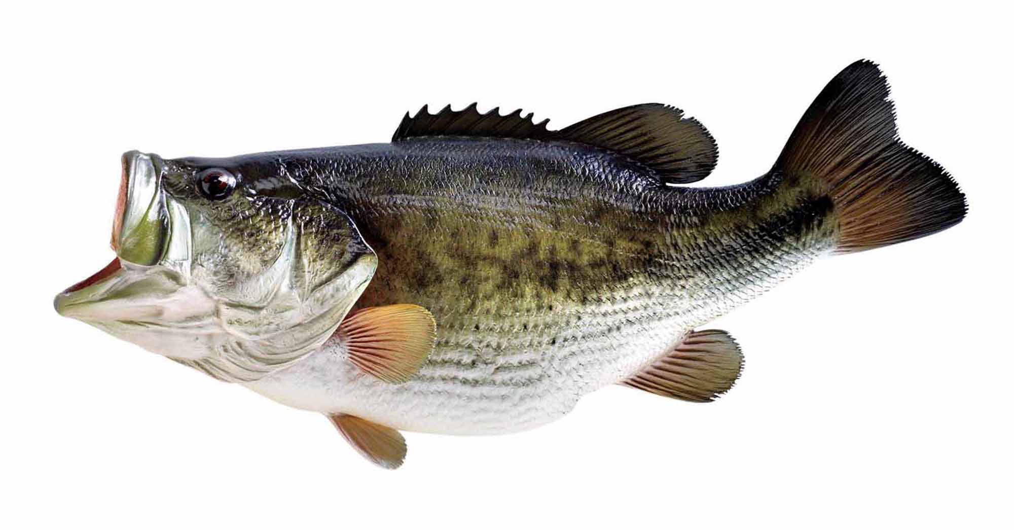 2000x1045 Largemouth Bass Wallpapers
