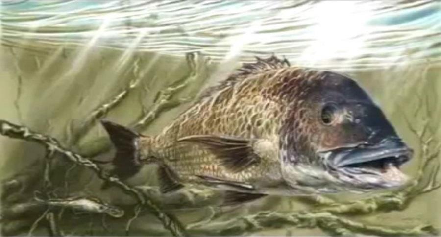 900x484 This Speed Drawing Of A Largemouth Bass Will Impress You [Video]