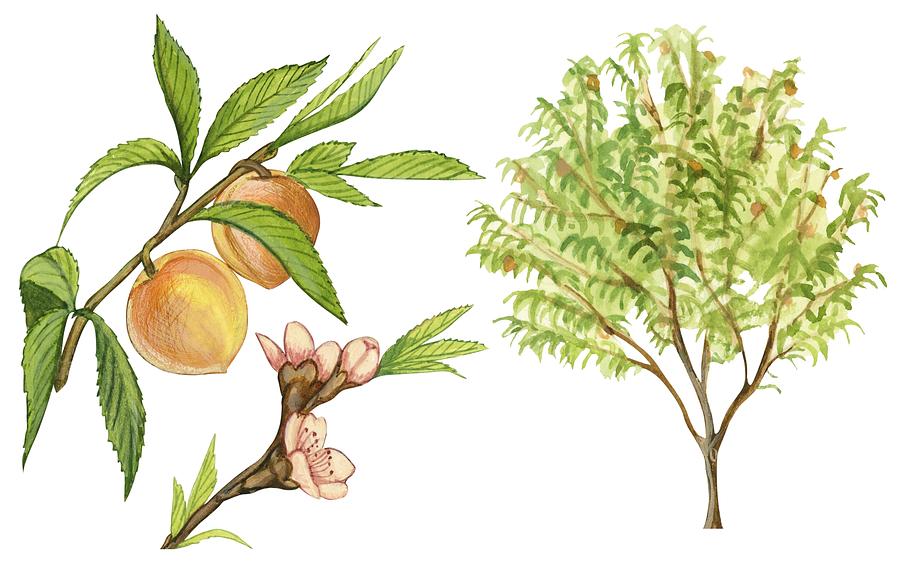 900x564 Peach Tree Drawing By Anonymous