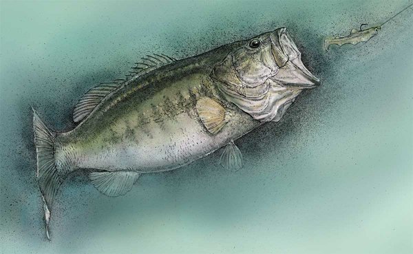 600x369 Largemouth Bass Swimming.jpg Stl