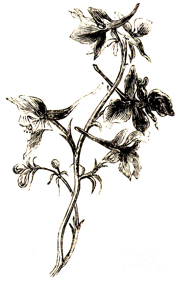 Larkspur Drawing at GetDrawings | Free download