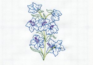 300x210 Larkspur Flower Drawing