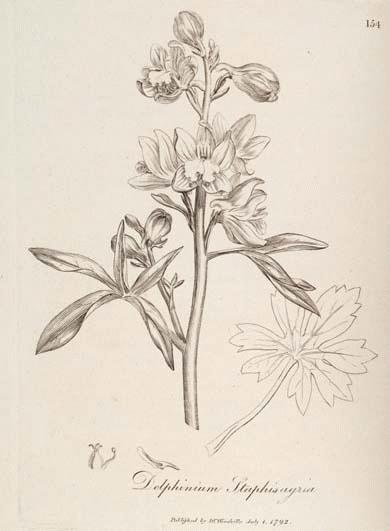 390x531 A Modern Herbal Stavesacre