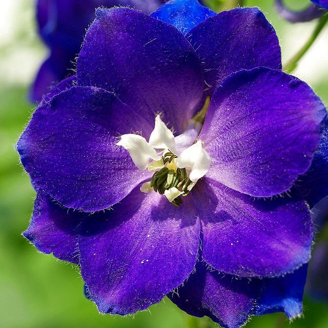 640x640 Larkspur Flower Drawing Shoulder Tattoo