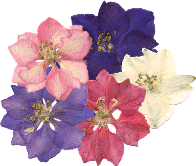 400x338 Larkspurs B Day July Celebrations Larkspur Flower