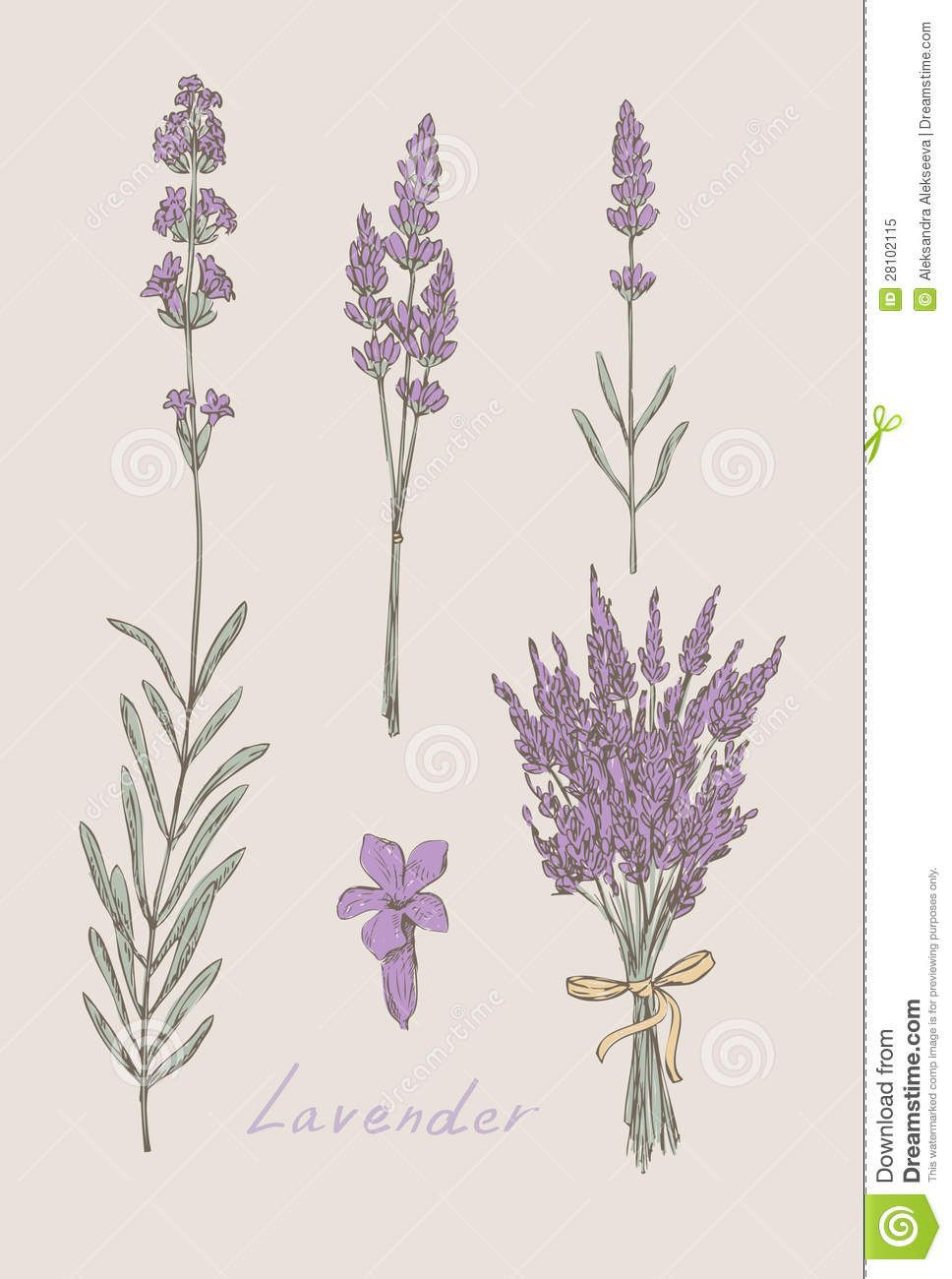 968x1300 Shocking Lavender Botanical Drawing Musings Image For To Plant